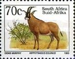 Roan Antelope (Hippotragus equinus)