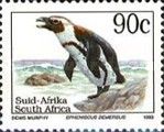 African Penguin (Spheniscus demersus) - Latin