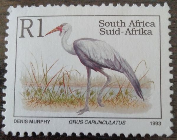 Wattled Crane (Grus carunculatus)