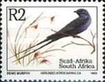 Blue Swallow (Hirundo atrocaerulea) - Latin
