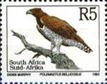 Martial Eagle (Polemaetus bellicosus) - Latin
