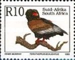 Bateleur Eagle (Terathopius ecaudatus)