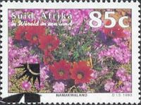 Flowers of Namaqualand