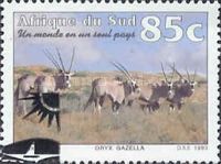 Gemsbok (Oryx gazella)
