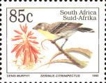 Lemon-breasted Canary (Serinus citrinipectus) - Latin