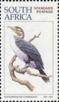 White-breasted Cormorant (Phalacrocorax lucidus)