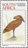 Hamerkop (Scopus umbretta)