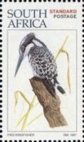 Pied Kingfisher (Ceryle rudis)