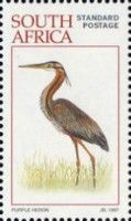 Purple Heron (Ardea purpurea)