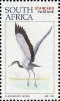 Black-headed Heron (Ardea melanocephala)