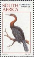 African Darter (Anhinga rufa)