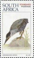 Striated Heron (Butorides striata)