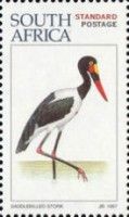 Saddle-billed Stork (Ephippiorhynchus senegalensis)