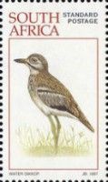 Water Thick-knee (Burhinus vermiculatus)