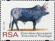 Nguni Cattle (Bos primigenius indicus)