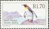 King Penguin (Aptenodytes patagonicus)