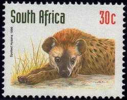 Spotted Hyena (Crocuta crocuta)