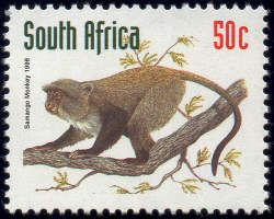 Sykes's Monkey (Cercopithecus albogularis)
