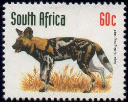 Cape Wild Dog (Lycaon pictus pictus)