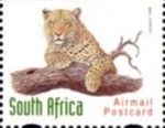 Leopard (Panthera pardus)