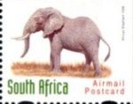 African Elephant (Loxodonta africana)