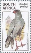 Pale Chanting Goshawk (Melierrax canorus)