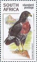 Jackal Buzzard (Buteo rufofuscus)