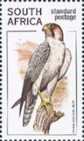 Lanner Falcon (Falco biarmicus)