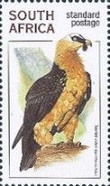 Bearded Vulture (Gypaetus barbatus)