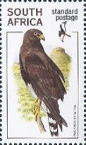 Black Harrier (Circus maurus)