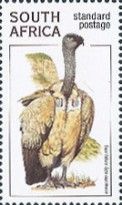 Cape Vulture (Gyps coprotheres)
