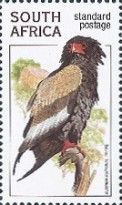 Bateleur (Terathopius ecaudatus)