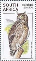 Spotted Eagle Owl (Bubo africanus)