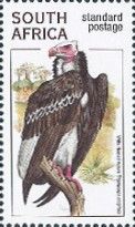 White-headed Vulture (Trigonoceps occipitalis)