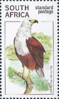 African Fish Eagle (Haliaeetus vocifer)
