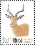 Impala (Aepyceros melampus)