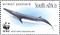 Bryde's Whale (Balaenoptera edeni)