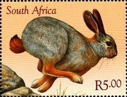 Year of the Rabbit
