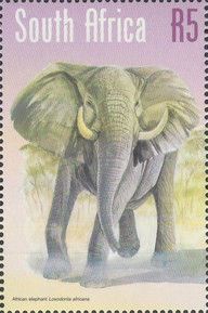 African Elephant (Loxodonta africana)