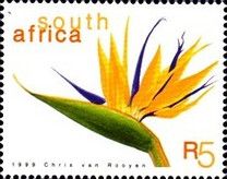Strelizia (Strelitzia reginae)
