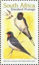 Barn Swallow (Hirundo rustica)