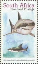 Great White Shark (Carcharodon carcharias)