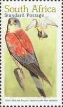 Lesser Kestrel (Falco naumanni)