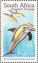 Common Dolphin (Delphinus delphis)