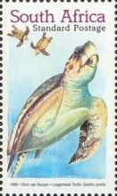 Loggerhead Turtle (Caretta caretta)