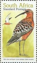 Curlew Sandpiper (Calidris ferruginea)