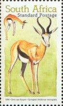 Springbok (Antidorcas marsupialis)