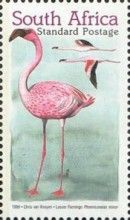 Lesser Flamingo (Phoenicopterus minor)