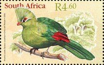 Knysna Turaco (Tauraco corythaix)