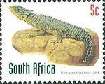 Giant Girdled Lizard (Smaug giganteus)